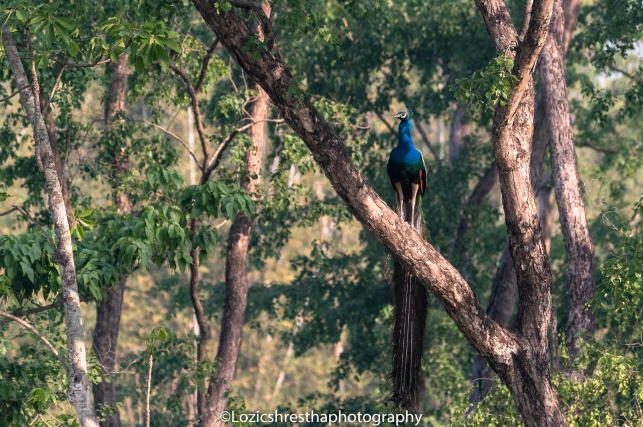 Eden jungle resort Sauraha Exterior foto
